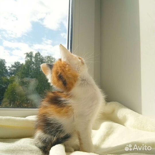Кошечка, 1,5 месяца, нужно скорее пристроить