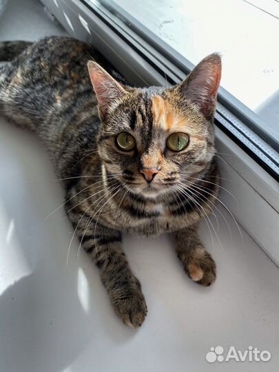 Кошечка-подросток ищет дом