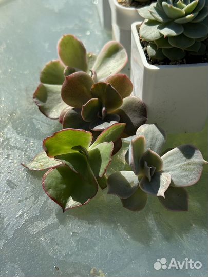 Набор суккулентов