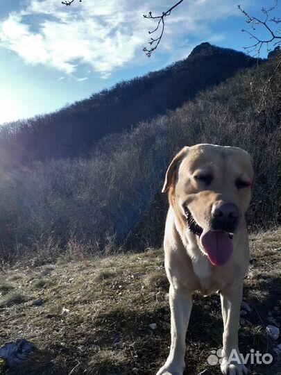 Кобель лабрадора вязка