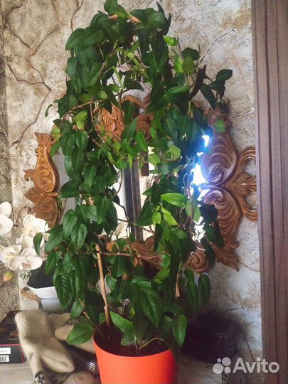 Плющ хедера