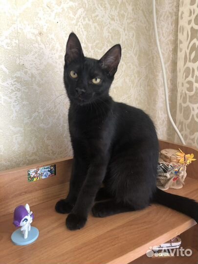 Отдам в добрые руки кошечку