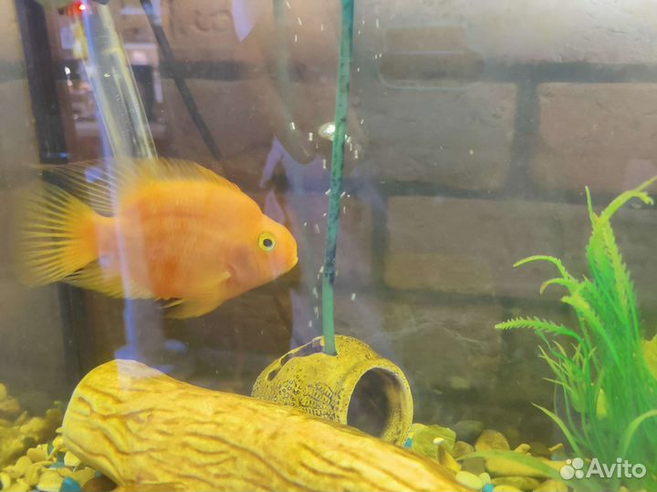 Крупные хищные рыбы