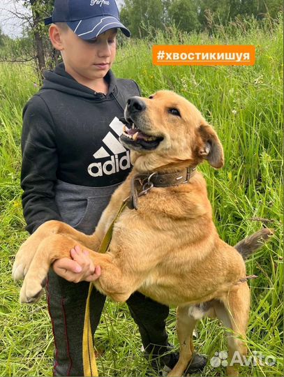 Крупный красавец из приюта