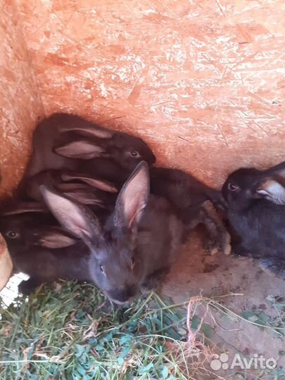 Кролики полтавское серебро