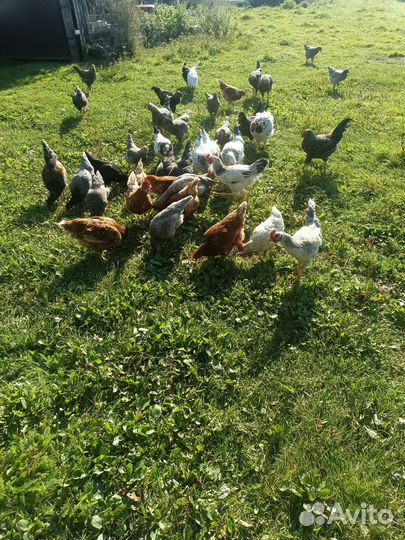 Петушки молодые