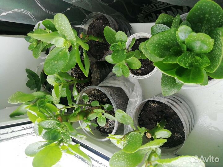 Каланхоэ цветущий