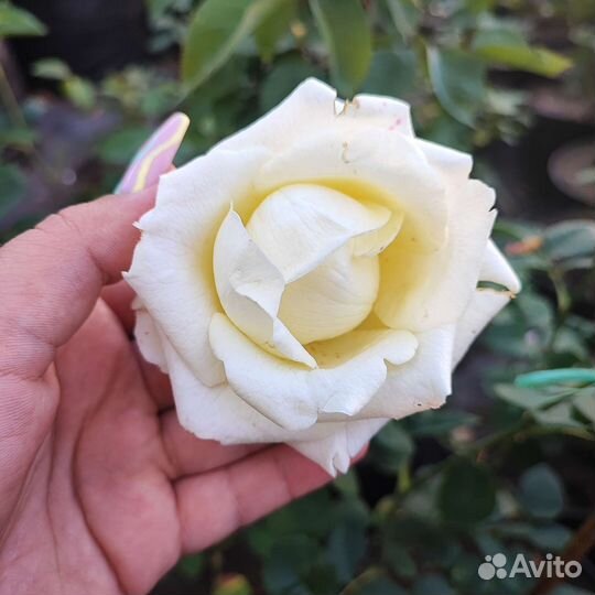 Роза чайно-гибридная Белый шоколад