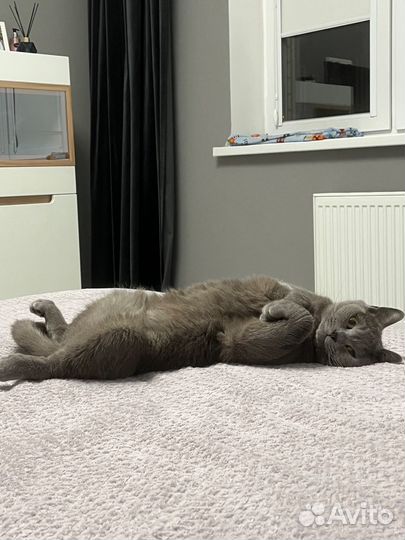 Британский кот в добрые руки