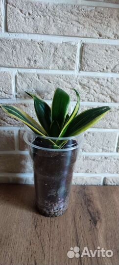 Сансевиерия Ханни Жаде Маргината Крео