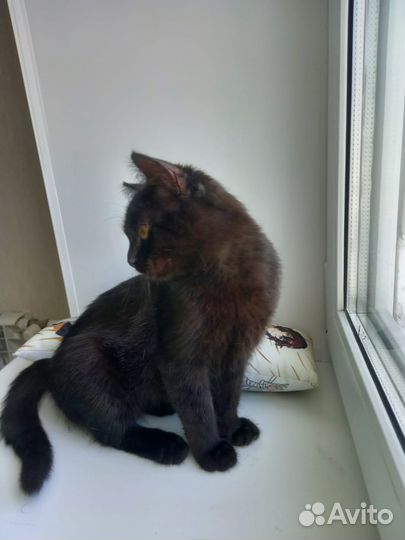 Черный котенок в добрые руки девочка