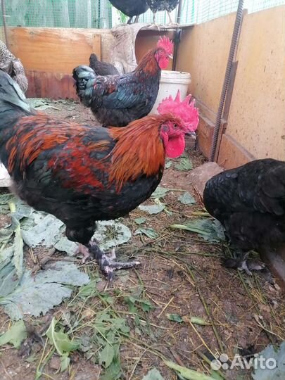 Петухи