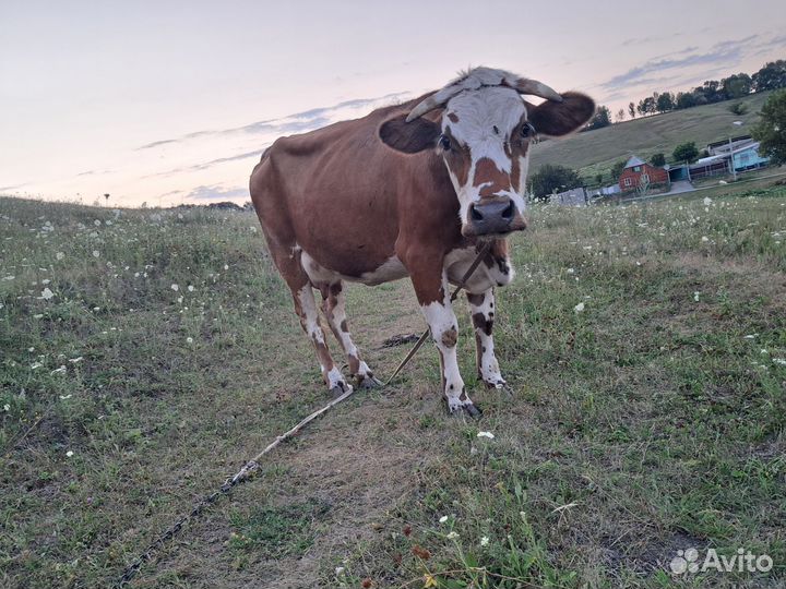 Коровы дойные