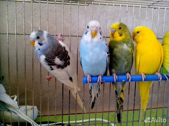 Птенцы волнистики