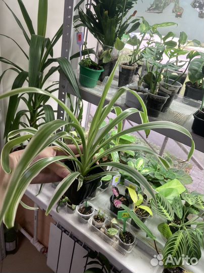 Комнатные растения