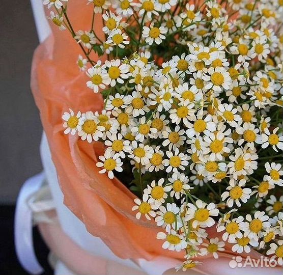 Цветы ромашки