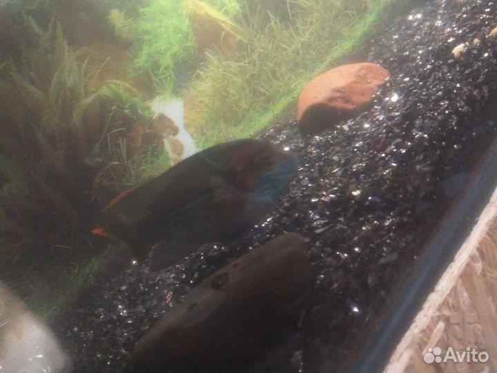 Акара бирюзовая