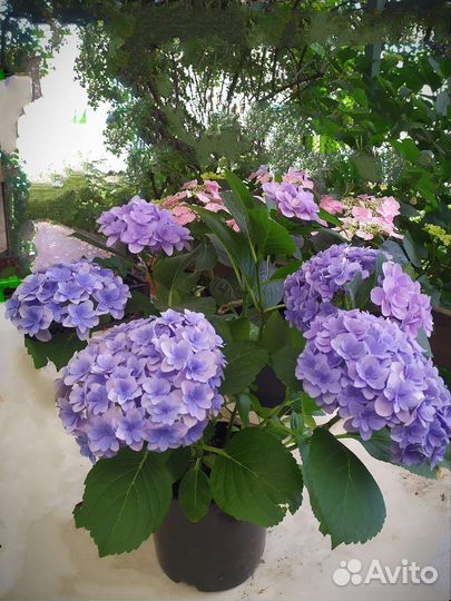 Гортензия Florentina blue