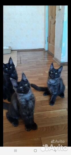 Котята мейн-кун