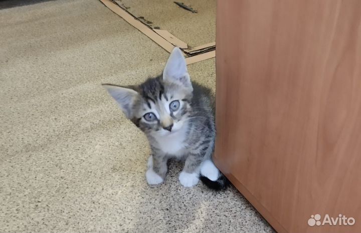 Котенок мальчик