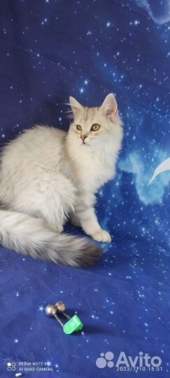 Мальчик. Есть другие