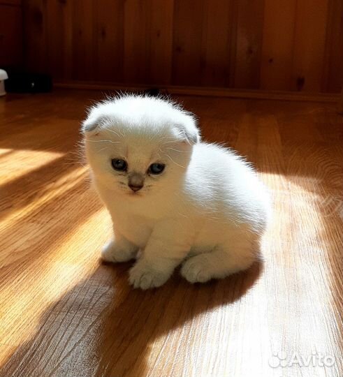 Шотландские вислоухие котята