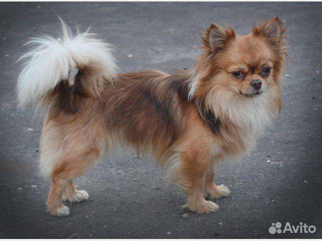 Щенки чихуахуа