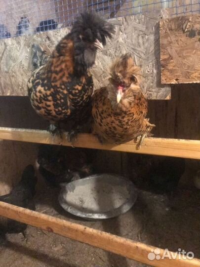 Инкубационное яйцо кур павловское золото