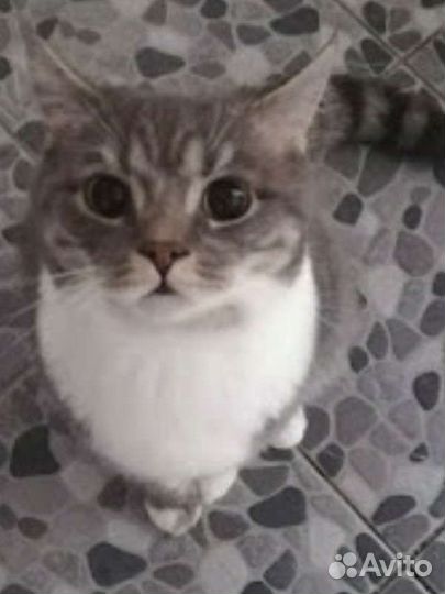 Кот Шотландский