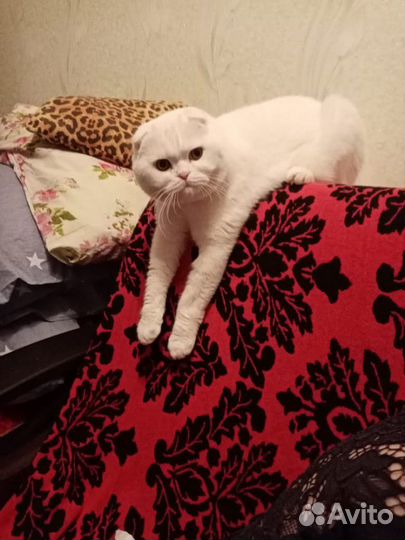 Кот шотландец вислоухий