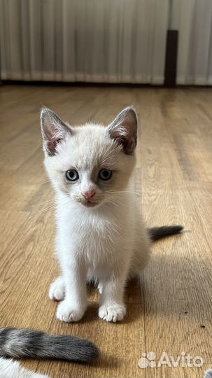 Британские котята