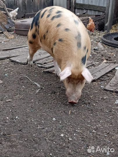 Хряк на племя