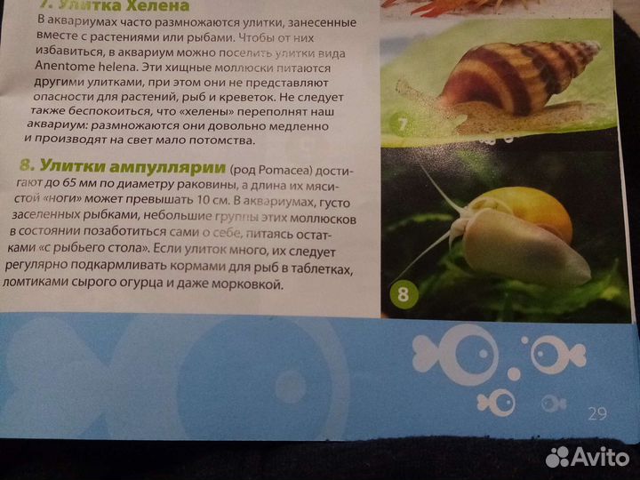 Улитки ампуллярии