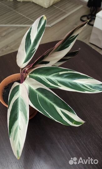 Строманта триколор