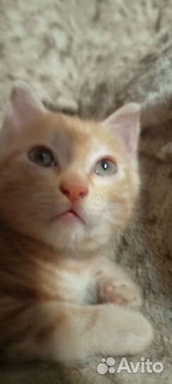 Продам котика бабтейл