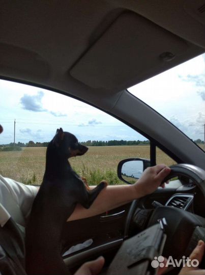 Животные вязка