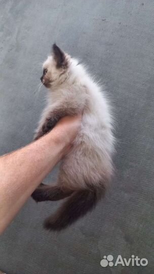 Кошки в добрые руки бесплатно