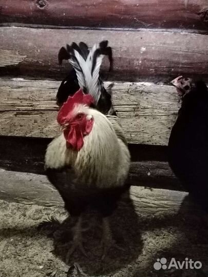 Петух