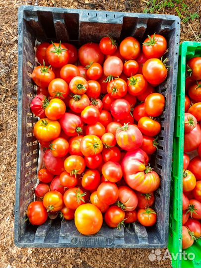 Домашние огурцы, помидоры, чеснок, зелень, мёд