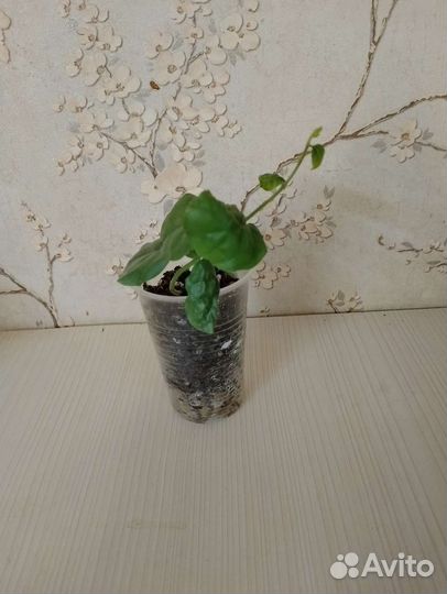 Жасмины комнатные 3 сорта