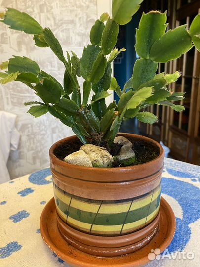 Цветок декабрист