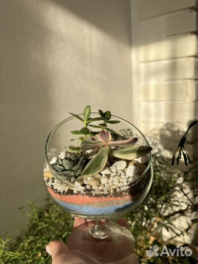 Флорариум суккуленты