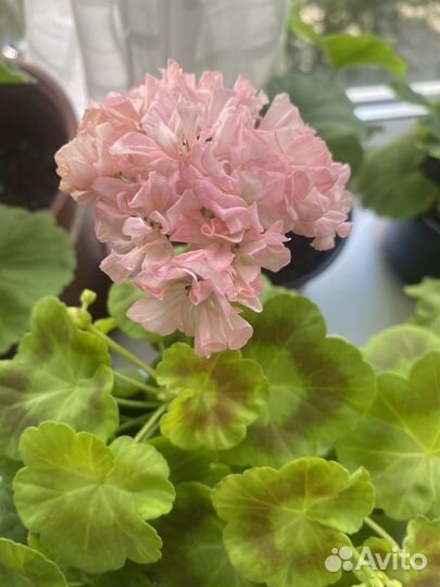 Сортовые пеларгонии