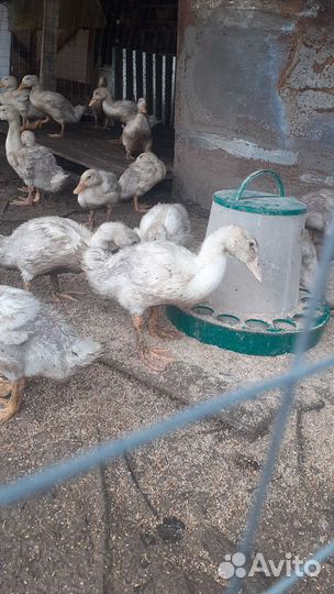 Утята, домашний вывод