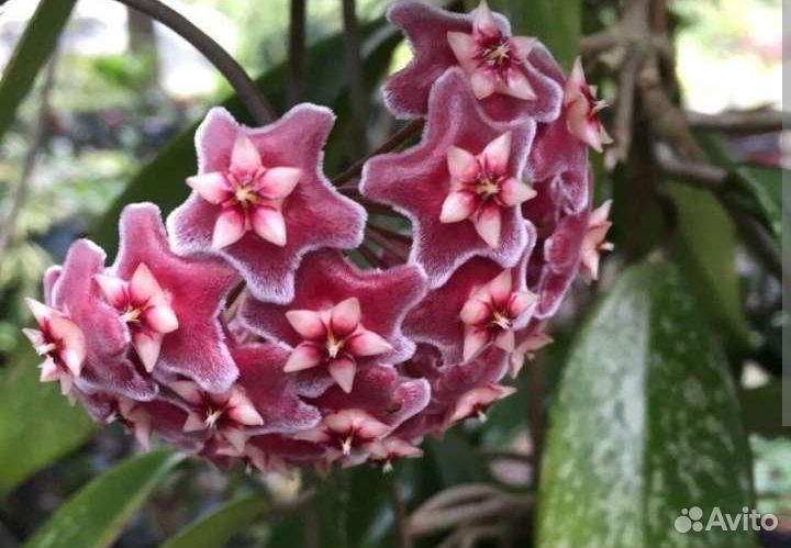 Хойя публикалис Сильвер Пинк