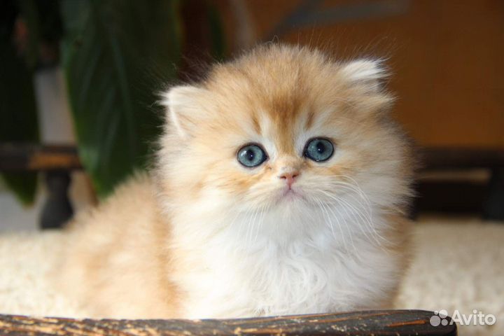 Очень красивая шотландская длинношерстная кошечка