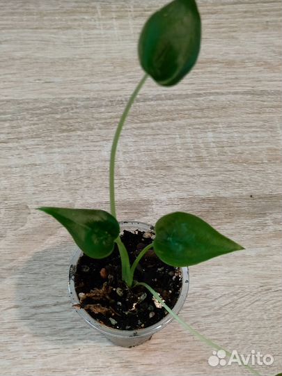 Алоказии, каладиумы, колокасия