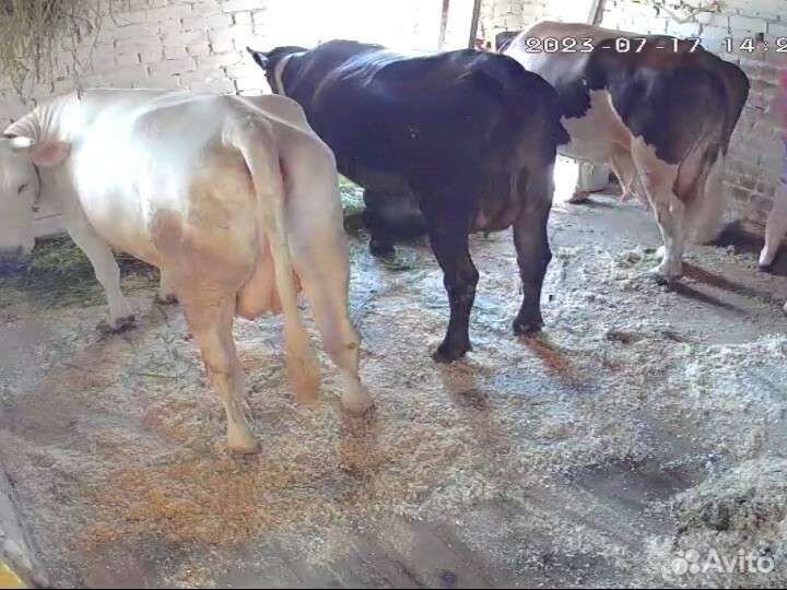 Молочко творог масло