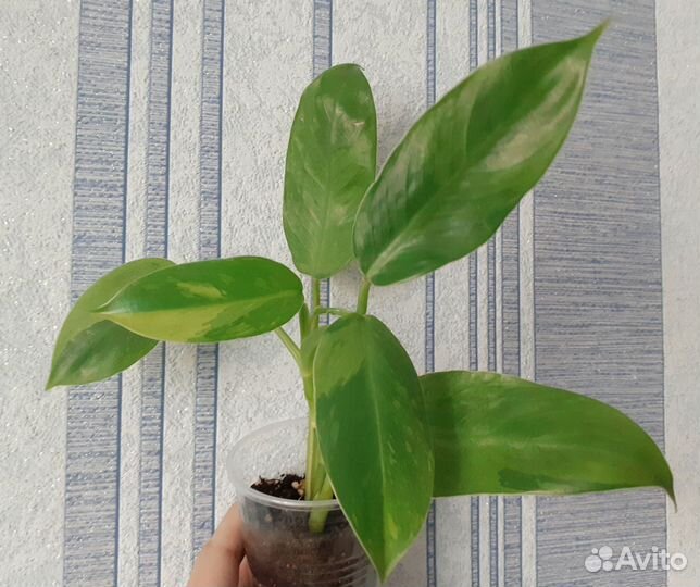 Филодендроны разных сортов обновлено