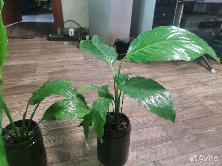 Спатифиллум